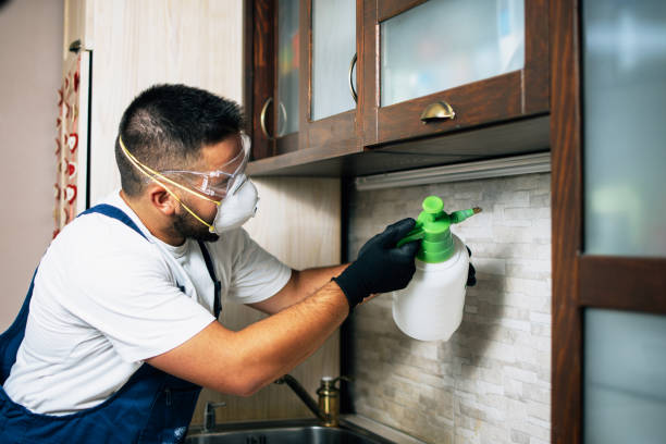 Wasp Removal Services in Wade Hampton, SC