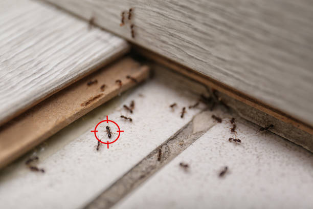 Best Local Pest Control Services  in Wade Hampton, SC