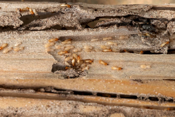 Best Mosquito Control Services  in Wade Hampton, SC